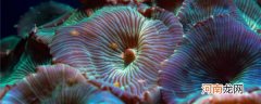 海葵与珊瑚的区别 海葵与珊瑚的区别介绍