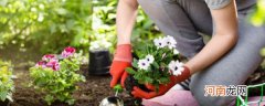 春花与植物管理 关于春花与植物管理介绍