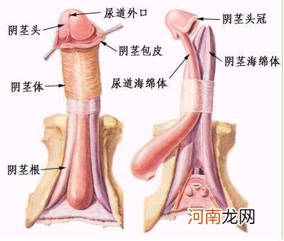 龟头起白皮是什么原因