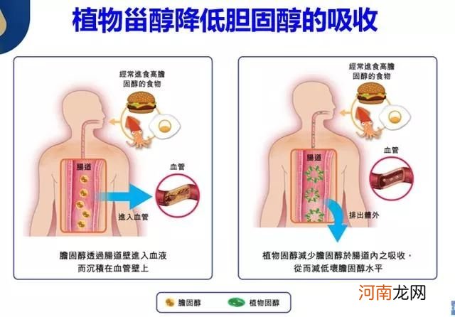 什么泡水喝降血压和胆固醇