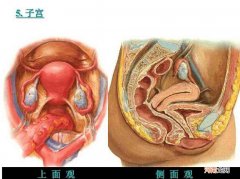 补中益气汤加治子宫脱垂