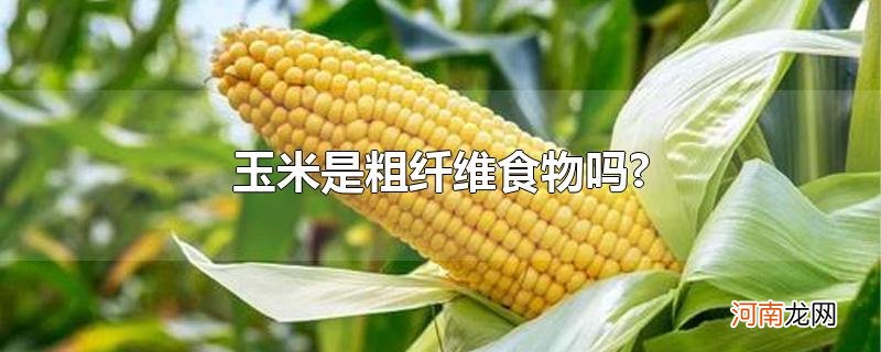 玉米是粗纤维食物吗?