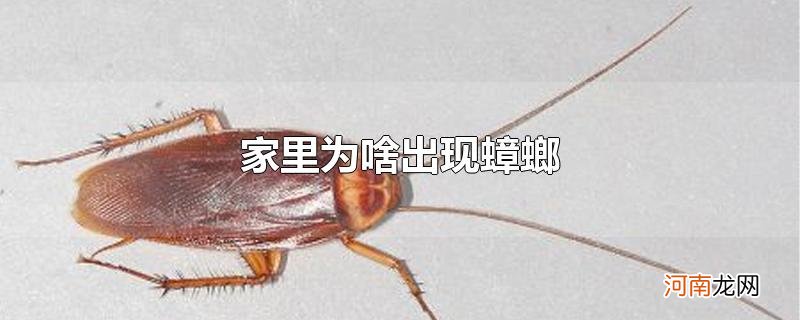 家里为啥出现蟑螂