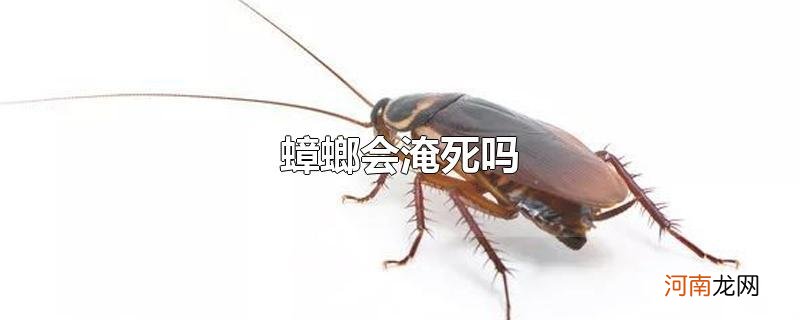 蟑螂会淹死吗