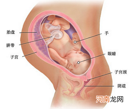 孕38周胎儿在宫内图片
