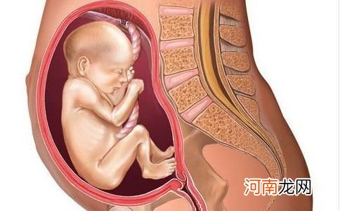 孕38周胎儿在宫内图片