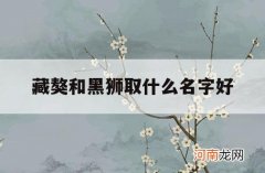 藏獒和黑狮取什么名字好_给藏獒起什么名字好