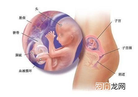 怀孕第四个月这7种症状 怀孕四个月时有多大宝贝