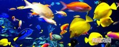 金鱼能否和热带鱼混养 金鱼能和什么鱼一起养