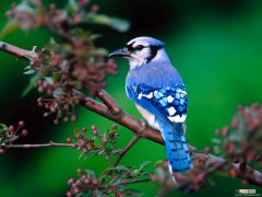 爱护鸟类和关爱大自然 大班美术活动树鸟的巧合教案反思