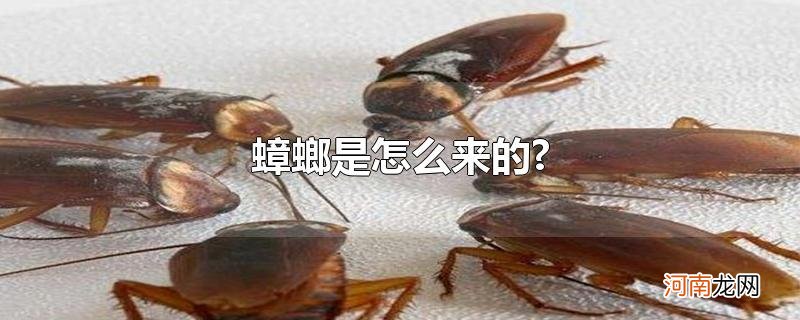 蟑螂是怎么来的?