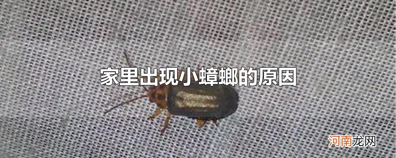 家里出现小蟑螂的原因