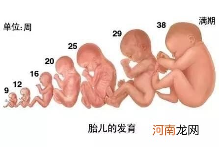 5个月的胎儿会是什么样子 怀孕5个月肚子有多大