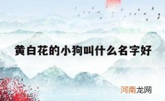 黄白花的小狗叫什么名字好_黄白色的狗叫什么名字