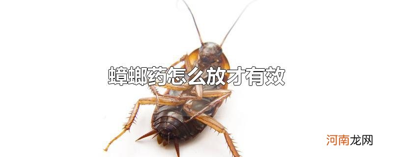 蟑螂药怎么放才有效