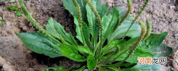 新鲜车前草如何处理才能食用 新鲜车前草如何处理才能食用