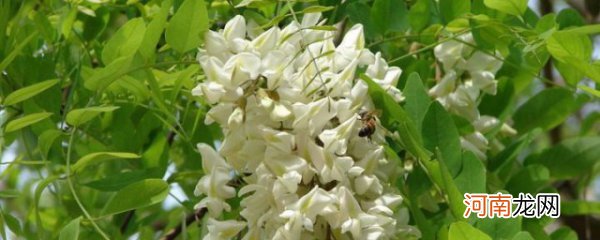 槐花树怎么种 槐花树种植方法介绍