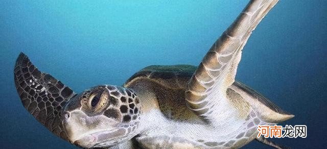 体型最大的海龟是哪种((世界上最大的海龟是什么龟）