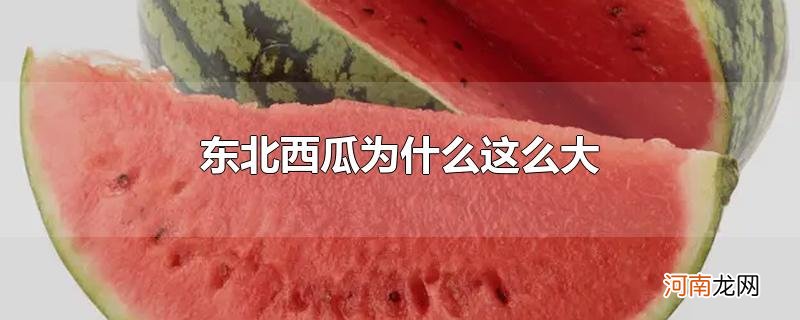 东北西瓜为什么这么大