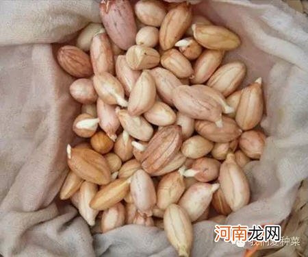 家庭发花生芽的方法图解 怎样发花生芽最简单又好