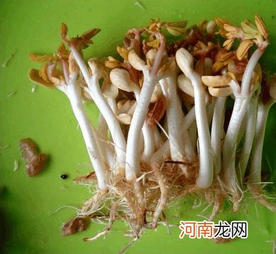 家庭发花生芽的方法图解 怎样发花生芽最简单又好