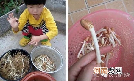 家庭发花生芽的方法图解 怎样发花生芽最简单又好