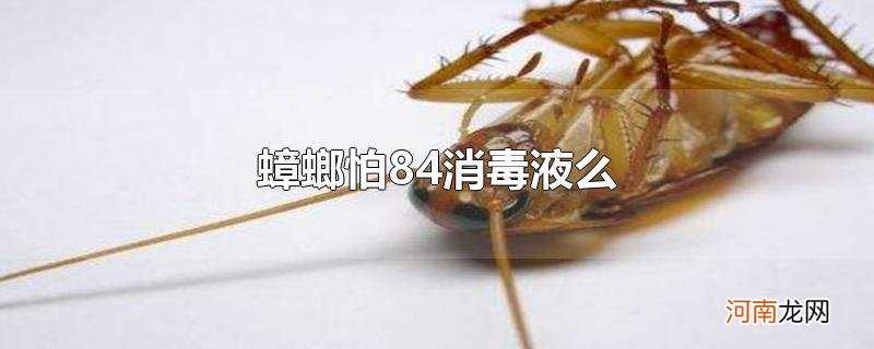 蟑螂怕84消毒液么