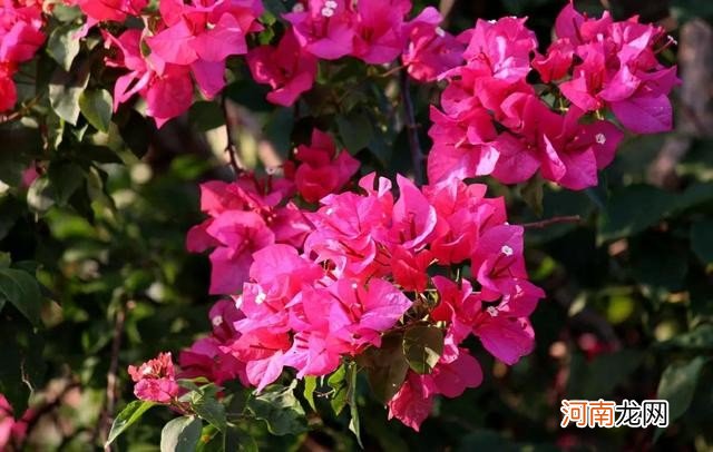 5种花开花在夏季开 夏天开的花有哪些名字