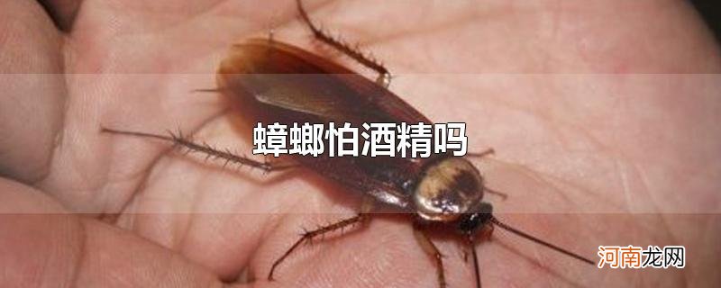 蟑螂怕酒精吗