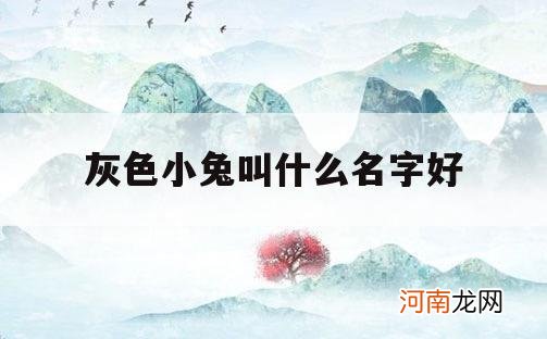 灰色小兔叫什么名字好_灰色的兔子叫什么名字好