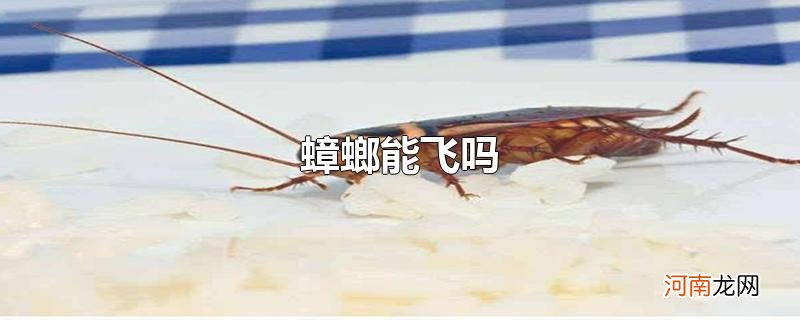 蟑螂能飞吗