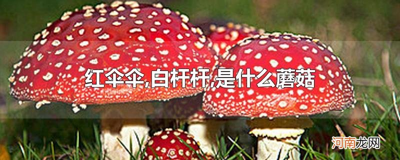 红伞伞,白杆杆,是什么蘑菇