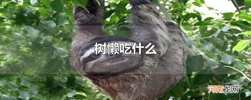 树懒吃什么