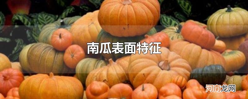 南瓜表面特征