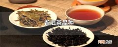 普洱茶品种