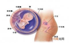 幸福满足的孕中期 胎儿的发育情况