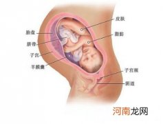 怀孕九个月胎儿发育图 头发和指甲都长出来了
