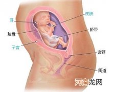 怀孕5个月胎儿图到了具有里程碑意义的阶段