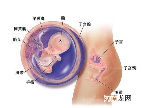怀孕三个月胎儿图在第九周尾巴也不见了