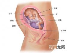 怀孕六个月胎儿图 准妈妈的生理变化