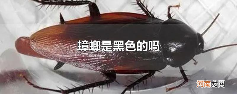 蟑螂是黑色的吗