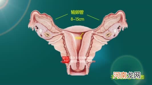 输卵管不孕怎么检查