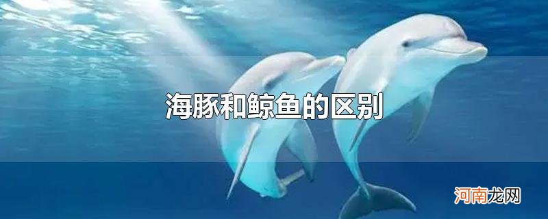 海豚和鲸鱼的区别