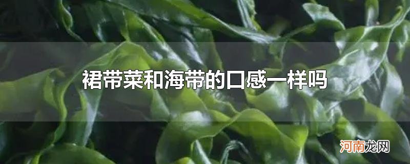 裙带菜和海带的口感一样吗