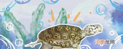 钻纹龟怎么养 钻纹龟的养殖方法