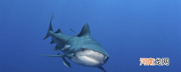 虎头鲨怎么养 虎头鲨的养殖方法