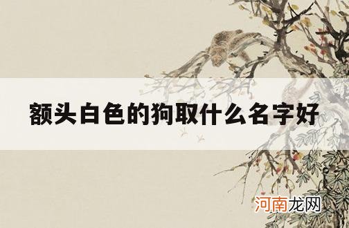 额头白色的狗取什么名字好_白色的狗取什么名字好呢