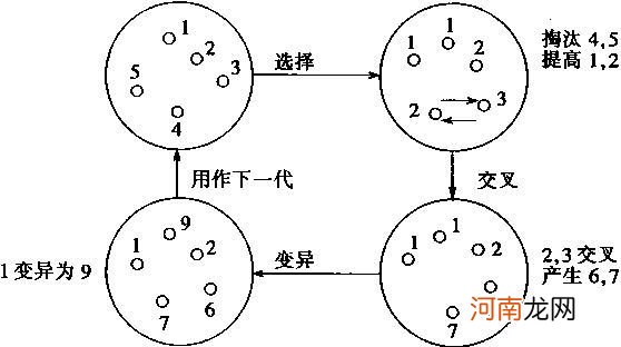 孩子的相貌是谁的遗传大