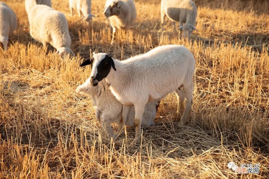 如何买羊选羊，记住“一看三验”就好，你学会了吗？