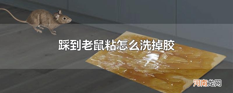 踩到老鼠粘怎么洗掉胶